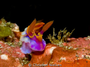 Tiny colourful Nudibranch found in Horseshoe Bay, Rinca.
... by Christian Nielsen 